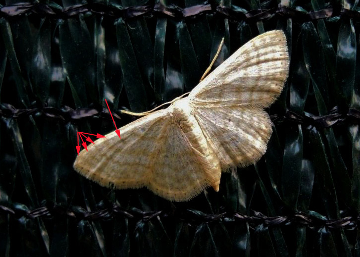 Sempre Idaea dilutaria? No, Scopula (Calothysanis) immutata